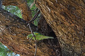 Loro verde de ala amarilla