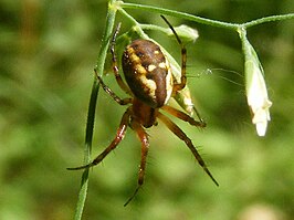 Mangora placida