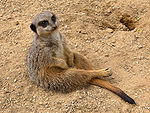 Suricate