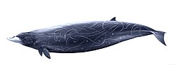 タイヘイヨウオウギハクジラ
