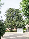 ND 7.01 - Zwei Eiben auf dem Eduard-Heinkes-Platz in Vorst