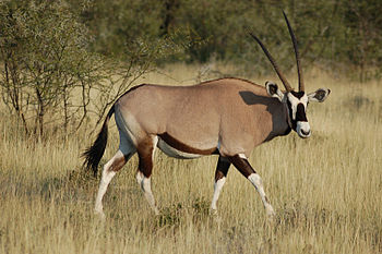 Oriks-antilopo en la nacia parko Etoŝa (Namibio).
