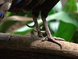 Tupp av palawanpåfågelfasan.