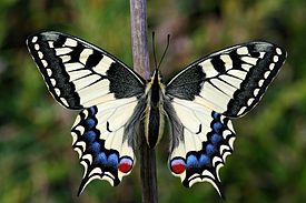 Papilio Machaon imago 01.jpeg