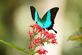 Papilio buddha