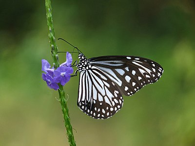 Parantica aglea, by Jkadavoor (edited by Christian Ferrer)