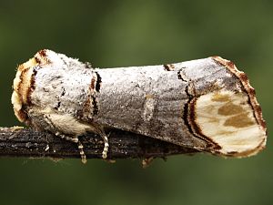 Phalera bucephala .jpg