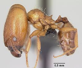 Pheidole cavigenis