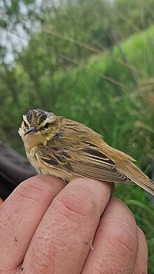 Phragmite des joncs (Acrocephalus schoenobaenus) Espèce emblématique des zones humides, souvent plus entendue que vue !