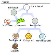 Tipi di plastidi