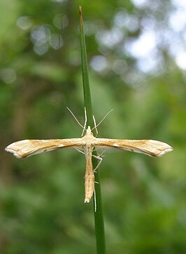 Platyptilia pallidactyla