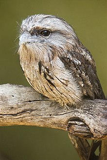 Podargus strigoides Bonorong.jpg