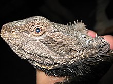Bearded dragon lizard close-up.