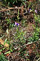 Polygala producta