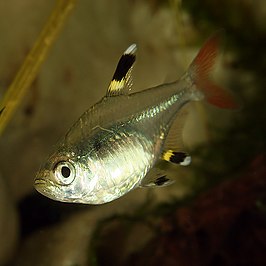 Pristella maxillaris