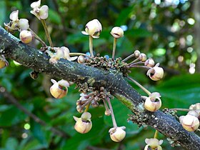 Inflorescence