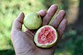 Handheld guava, Brazil