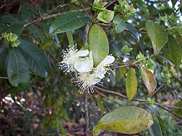 Pitomba (Eugenia luschnathiana)