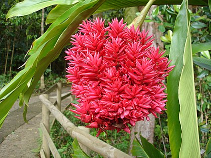 Alpinia purpurata (red ginger)