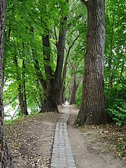 Allee auf dem Oberen Wöhrd