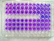 Resazurin as a colorimetric assay for cell viability