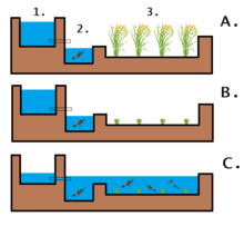 Progettazione di un sistema riso-pesce con canali. A: Prima della raccolta B: Dopo la raccolta C: Ri-allagamento