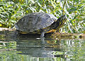 4 Rosdorfer Baggersee bei Göttingen