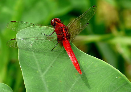 Rhodothemis rufa (ആൺതുമ്പി)