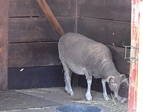 Un mouton de Santa Cruz au :Roger Williams Park Zoo (en) de Providence (Rhode Island).