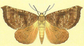 Scotorythra megalophylla