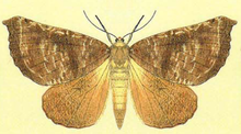 Scotorythra megalophylla