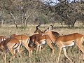 impalas