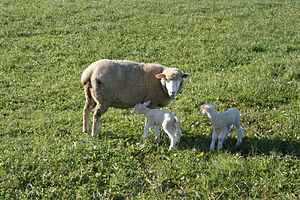 English: Sheep and lambs in Switzerland.
