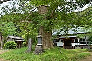 新善光寺境内にある榧の木 （町指定天然記念物）