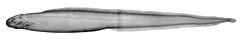 Simenchelys parasitica1.jpg