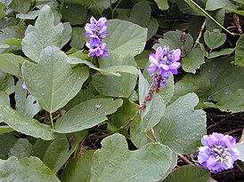 Pueraria lobata