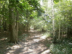 Lübarser Weg im „Birkenwäldchen auf dem ehemaligen Todesstreifen“ (Waldsteg-Siedlung)