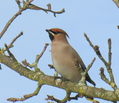 Bohemian Waxwing