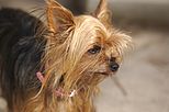 A Teacup Yorkie