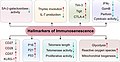 I principali markers di immunosenescenza.