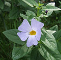 Thunbergia natalensis