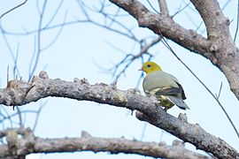 Treron australis à Madagascar