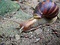 A snail in search of food. Taken at Jessore Town, by Faisal Akram