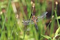 Libellula quadrimaculata