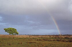 Trans Fly savanna and grasslands in Wasur National Park, Indonesia Wasur Rainbow 1994.jpg