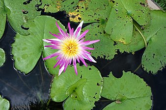 Lotus Plant of Thailand