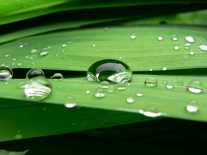 File:Waterdruppel op blad.JPG