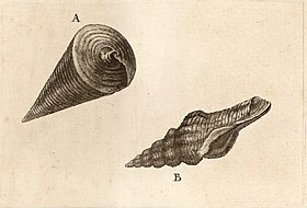 Desenho da concha de T. telescopium (A), sem data, por Václav Hollar.