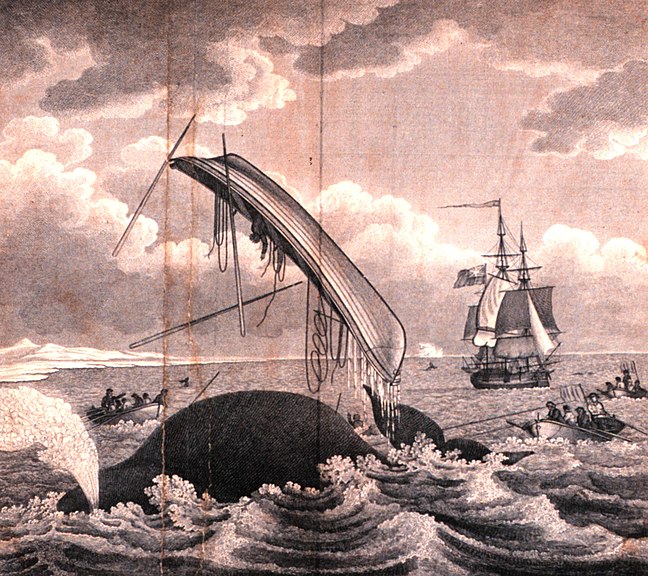 File:Whaling-dangers of the whale fishery.jpeg
