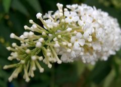 Description de l'image White buddleia closeup.jpg.